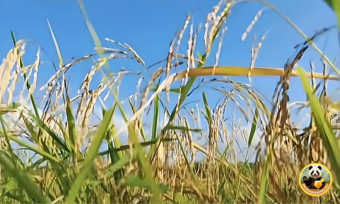 Крупный план колосьев шаньлань-рисa на фоне синего неба и гор, показывающий зрелость и текстуру культуры на Хайнане.