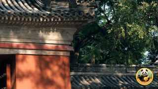 Фрагмент пекинской городской архитектуры: красная стена, серые черепичные крыши и тень деревьев — настроение хутунов.