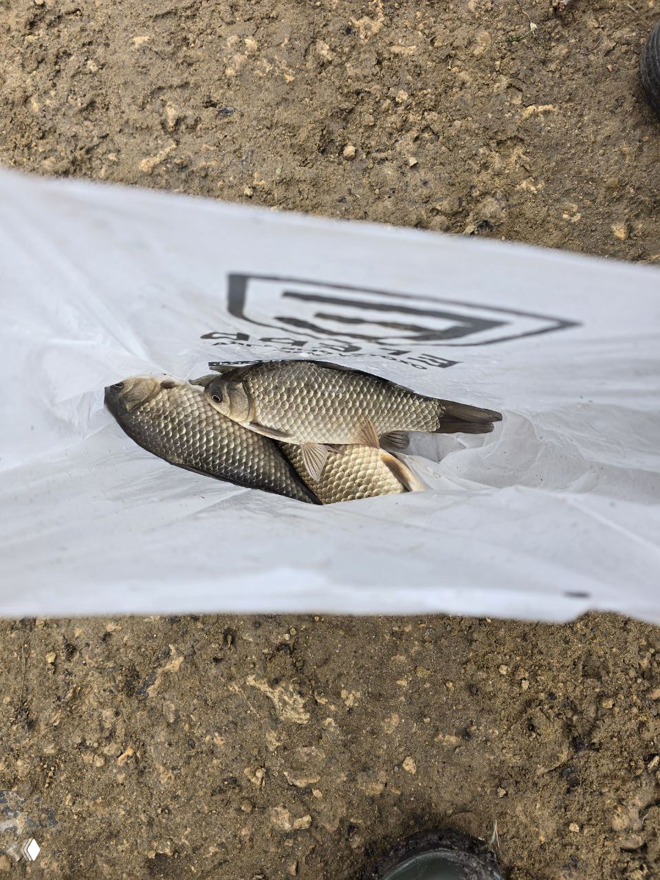 Несколько рыб в пластиковом пакете на грунтовом берегу; видны улов, пакет и часть обуви рыбака на фоне земли.