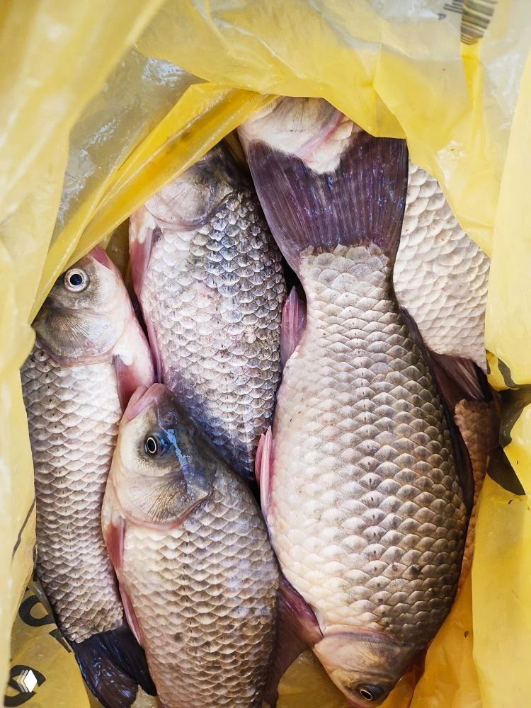 Рыба в жёлтом пакете — крупные и средние тушки с блестящей чешуёй, кадр с места рыбалки на Маныче, вид поближе.