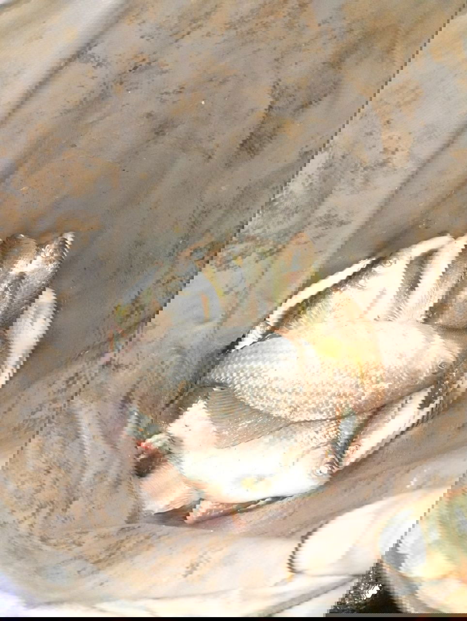 24.02 Рыбалка Цимла, Столбы