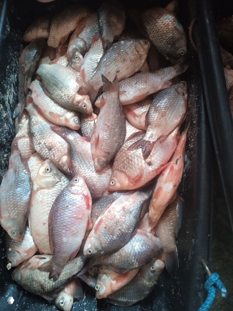 Крупный план множества карасей и плотвы в коробке, хорошо видна чешуя и форма тушки — фото улова в помещении после выезда на Гнилую балку.