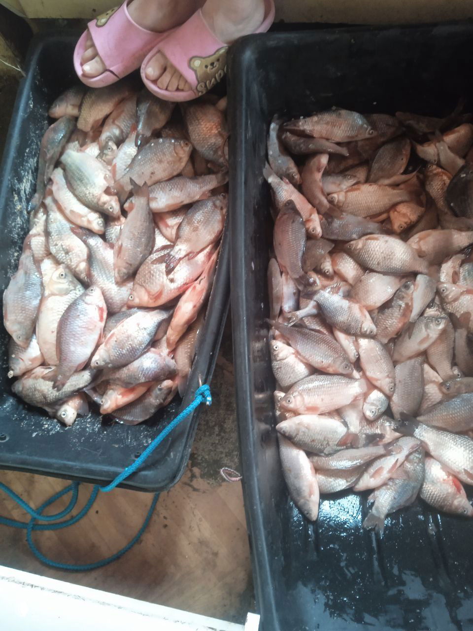 Два контейнера с уловом карася и плотвы, рядом заметны розовые тапочки человека; общий вид запасов рыбы после рыбалки на Цимле.