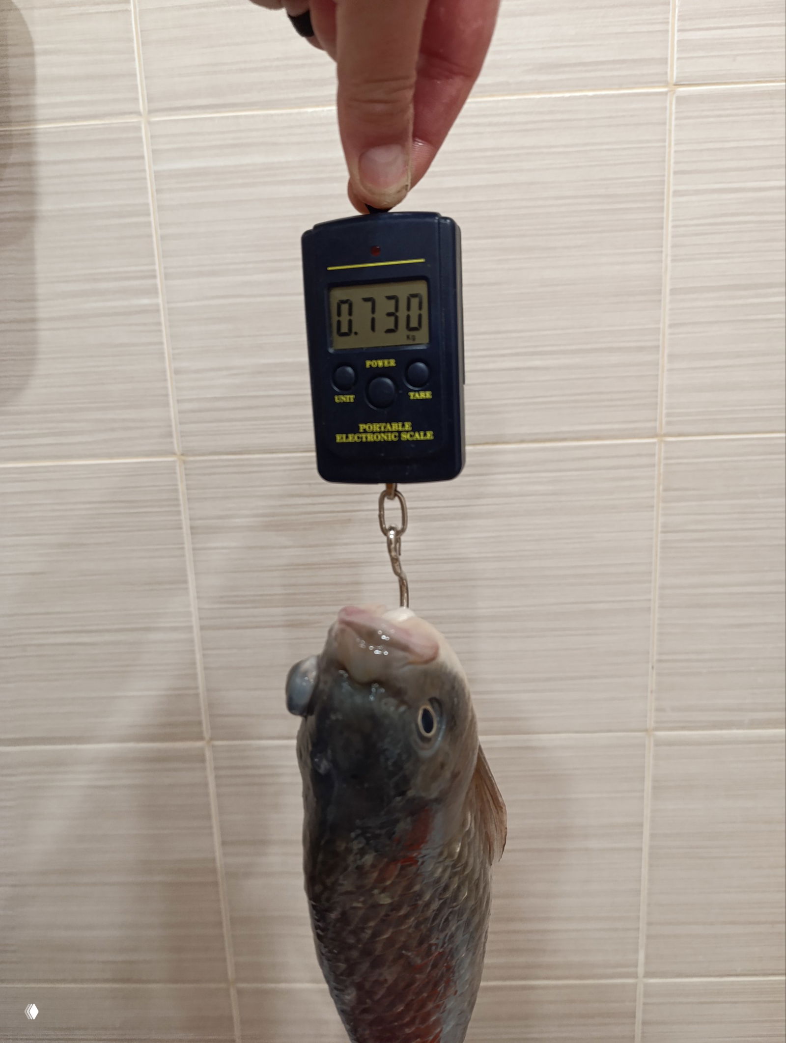 Вертикальный кадр: электронные весы показывают 0.730 кг, на крючке видна крупная рыба, съемка в помещении крупным планом.