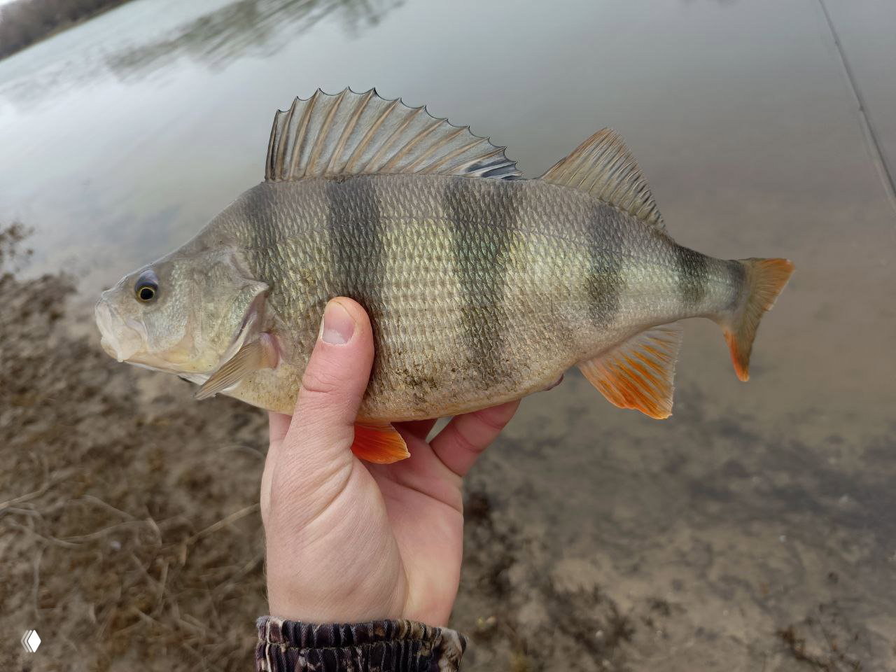 Холодный канал — клев вялый, есть окунь