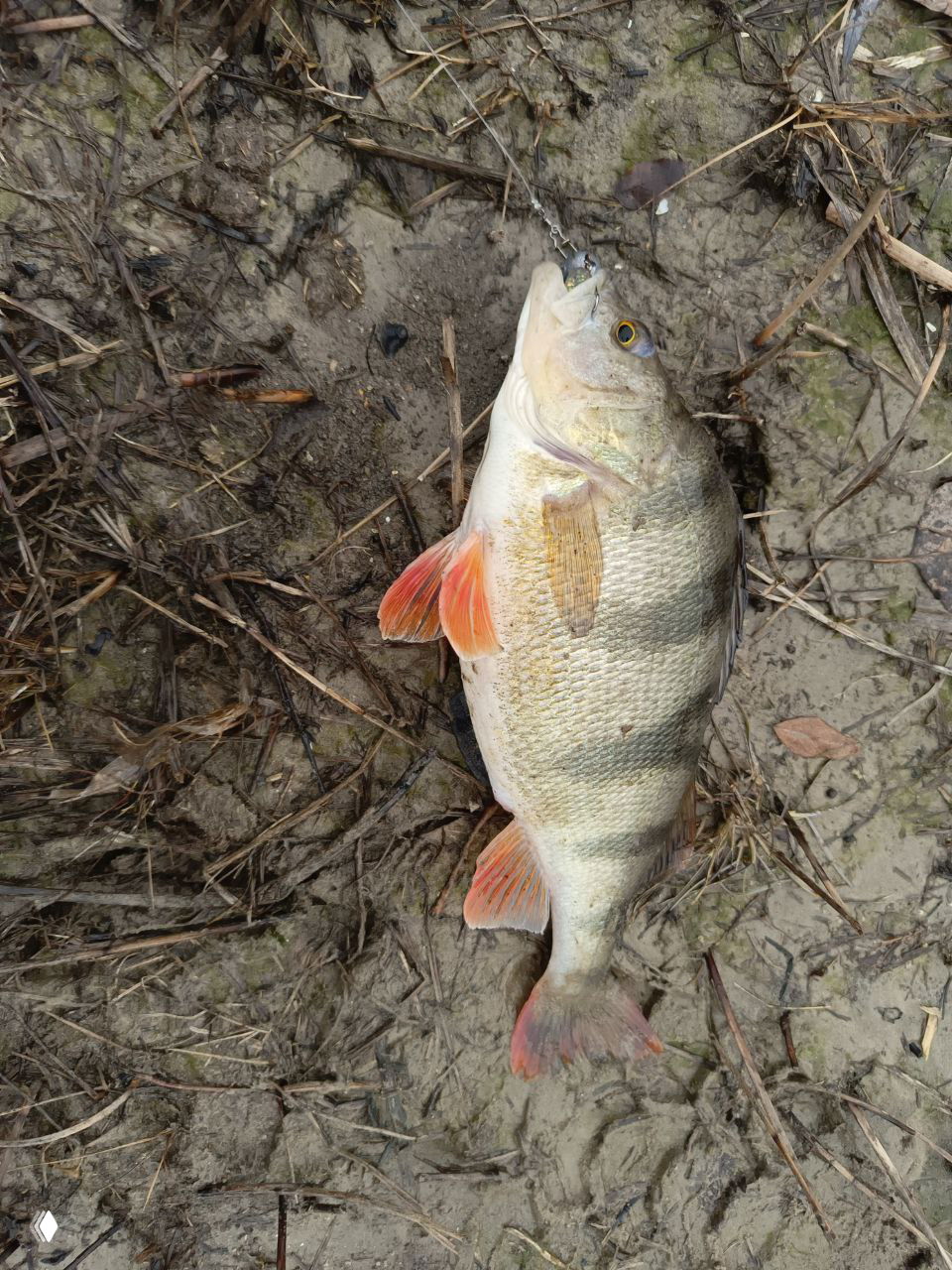 Окунь лежит на влажном илистом берегу с заметными тёмными полосами и оранжевыми плавниками, вокруг растительные остатки после вываживания на холодном канале.