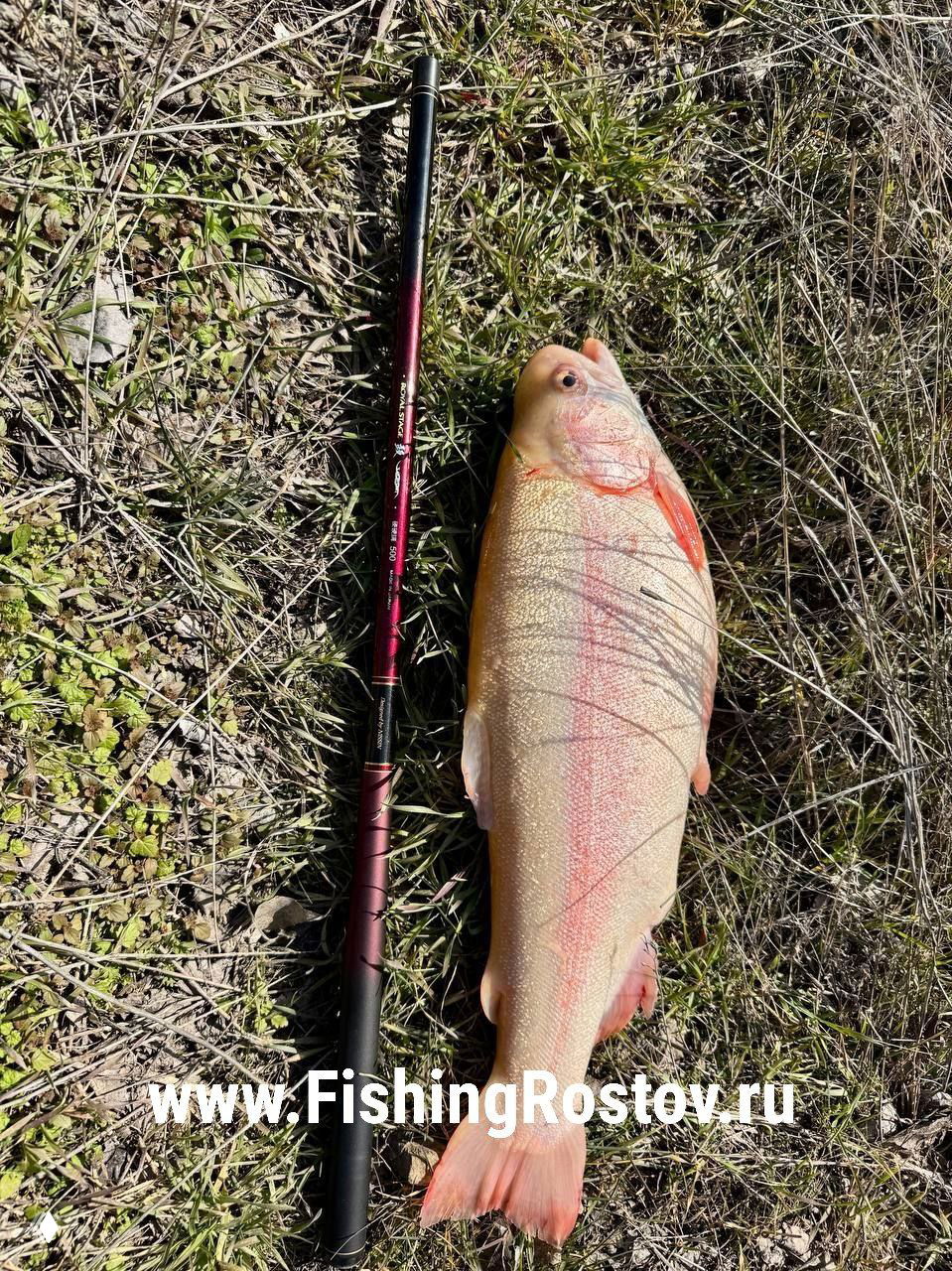 Большая форель светло-розового оттенка, лежит рядом с удилищем на траве, видны характерные полосы и хвост