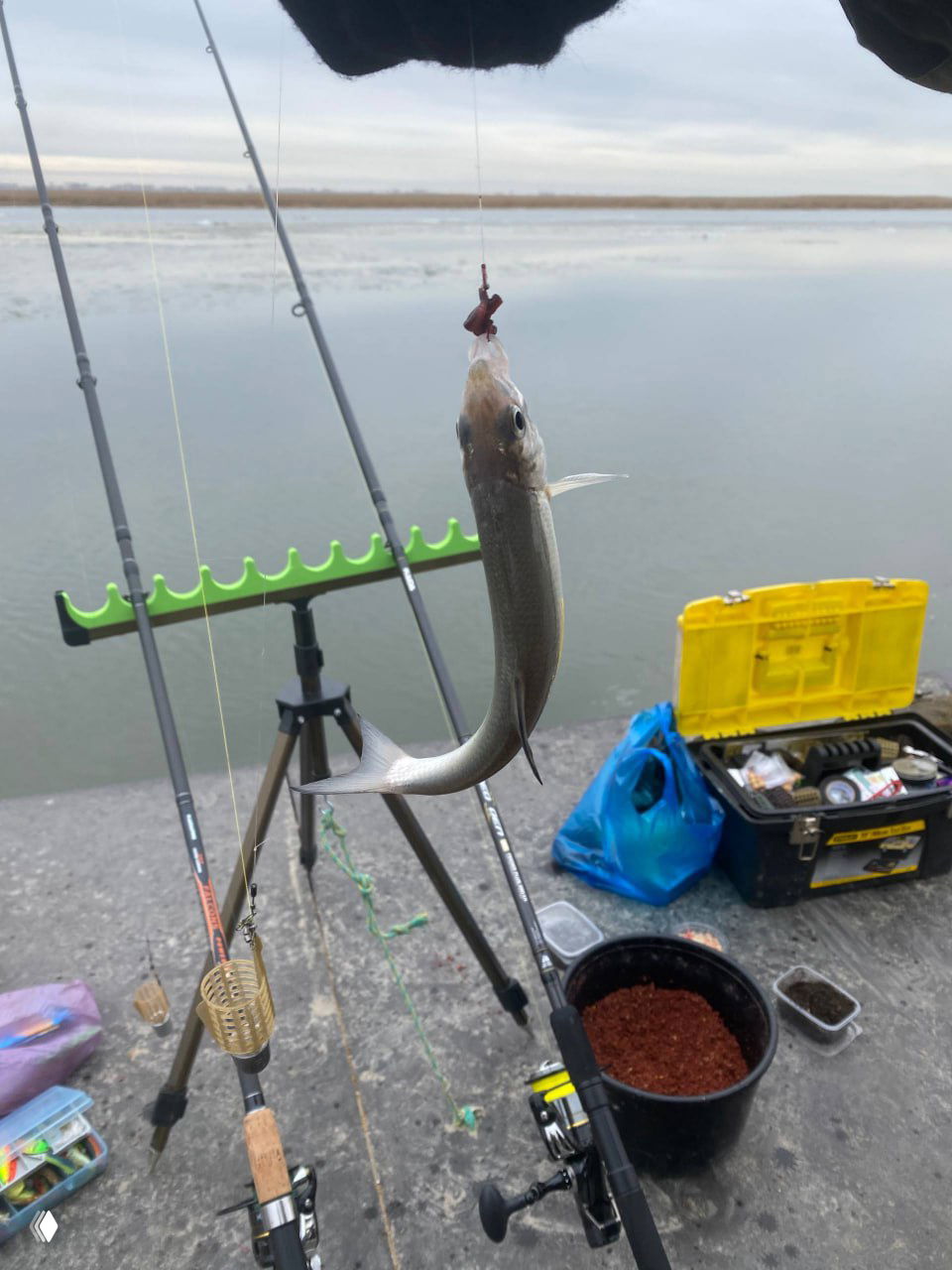 Маленькая рыба (таранушка) на крючке перед фоном реки и остатков льда; видны удилища, катушки и ведро с прикормкой.