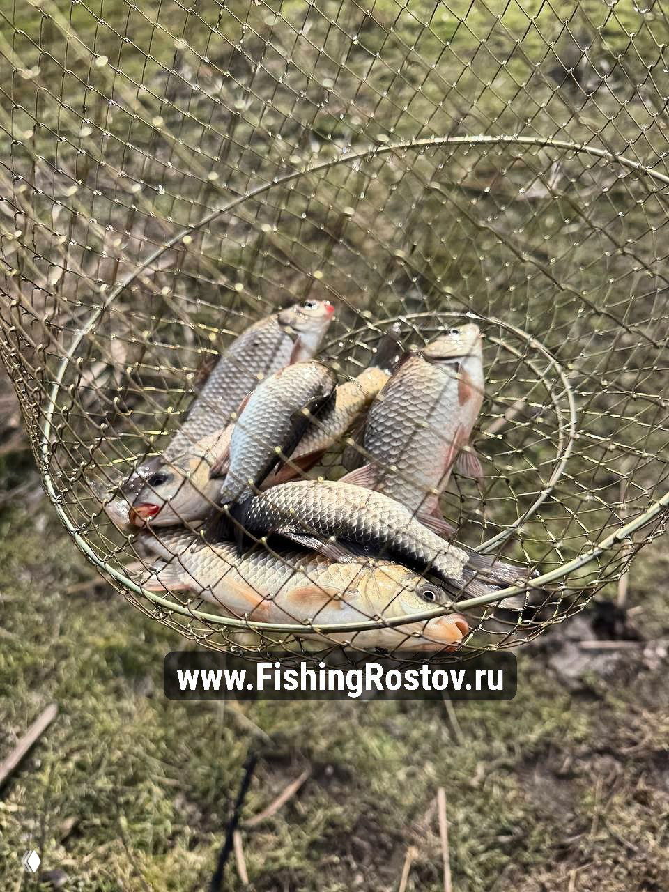 Сетка с уловом: несколько карасей и мелкой рыбы в садке на травяном берегу, пойманные при ловле на опарыша в тёплый день.