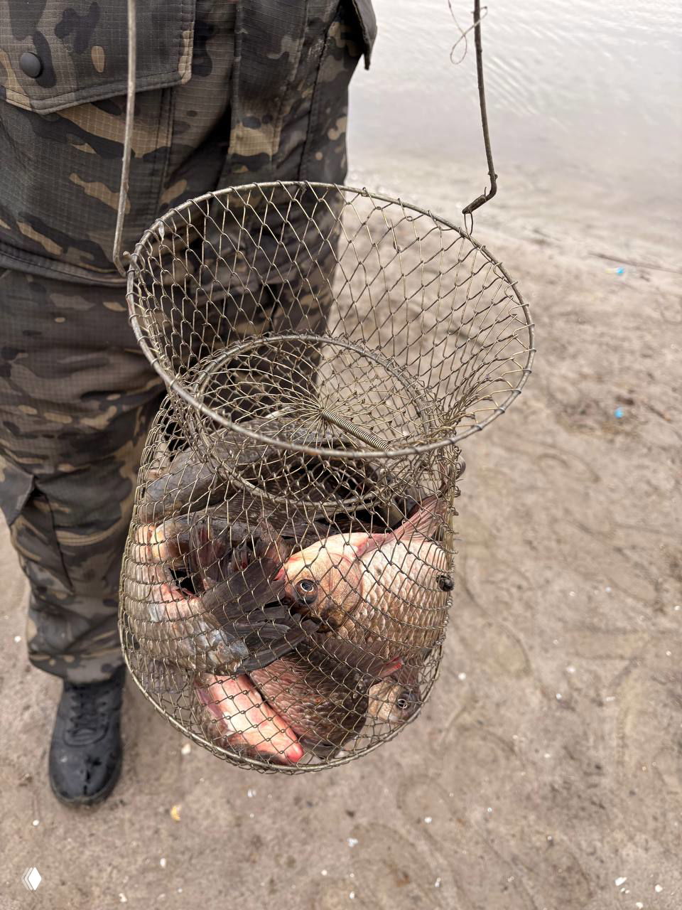 Подсак с пойманными карасями на песчаном берегу: несколько отборных рыб в сетке, видны ботинки рыболова и влажный песок.