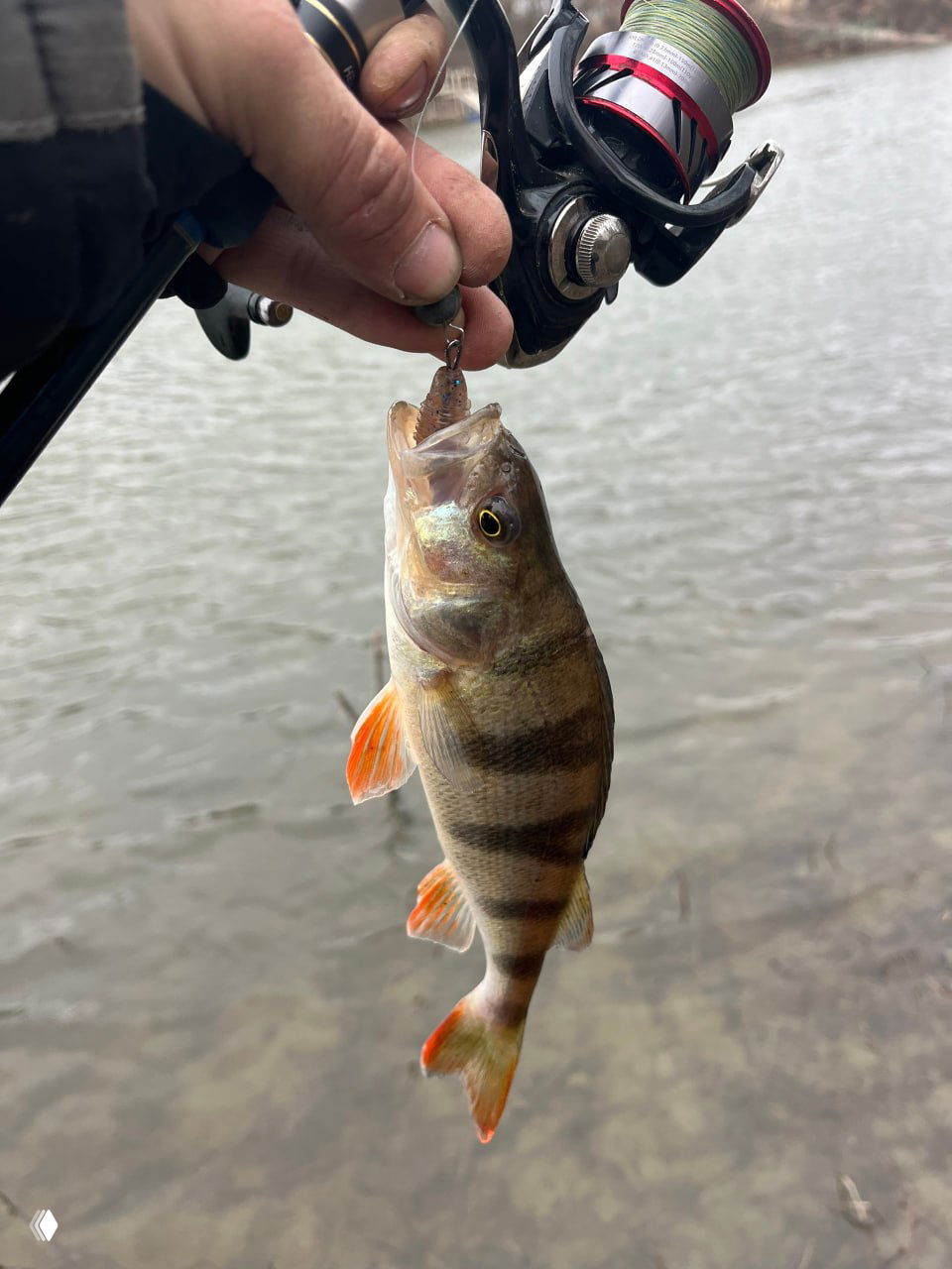 Окунь на тройнике и катушка спиннинга в руках, снимок у воды показывает рабочую снасть и размер пойманной рыбы.