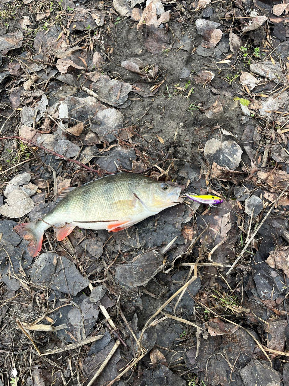 Пойманный окунь лежит на мокрой прибрежной растительности рядом с воблером яркой расцветки, виден берег и трава.
