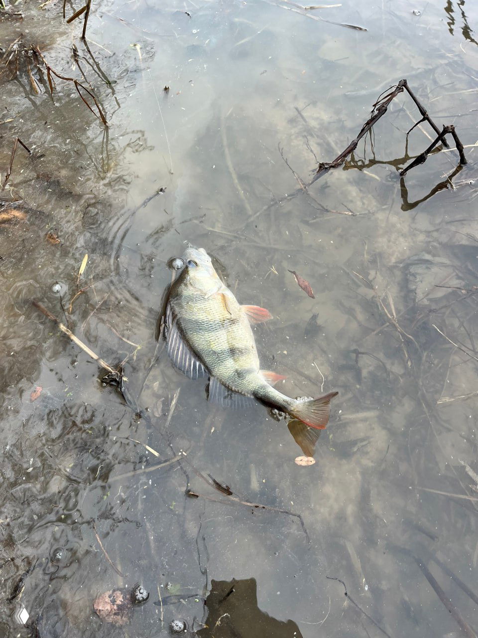 Окунь в прибрежной мелководной воде, рыба ещё в воде рядом с берегом, видны коряги и песчаное дно под водой.