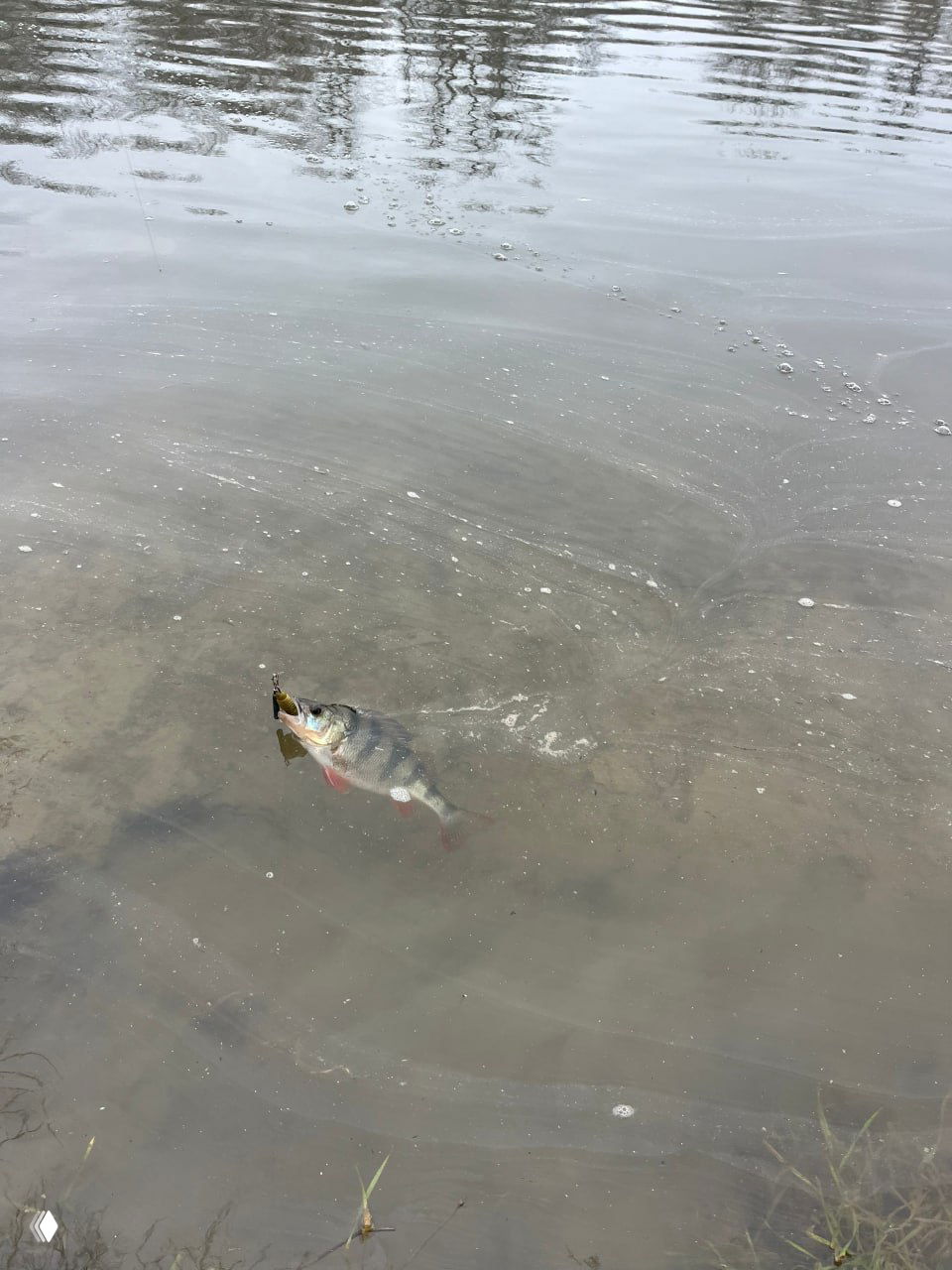 Окунь тянет приманку под водой, снимок сверху показывает прозрачность воды, всплывающий пузырь и движение рыбы.