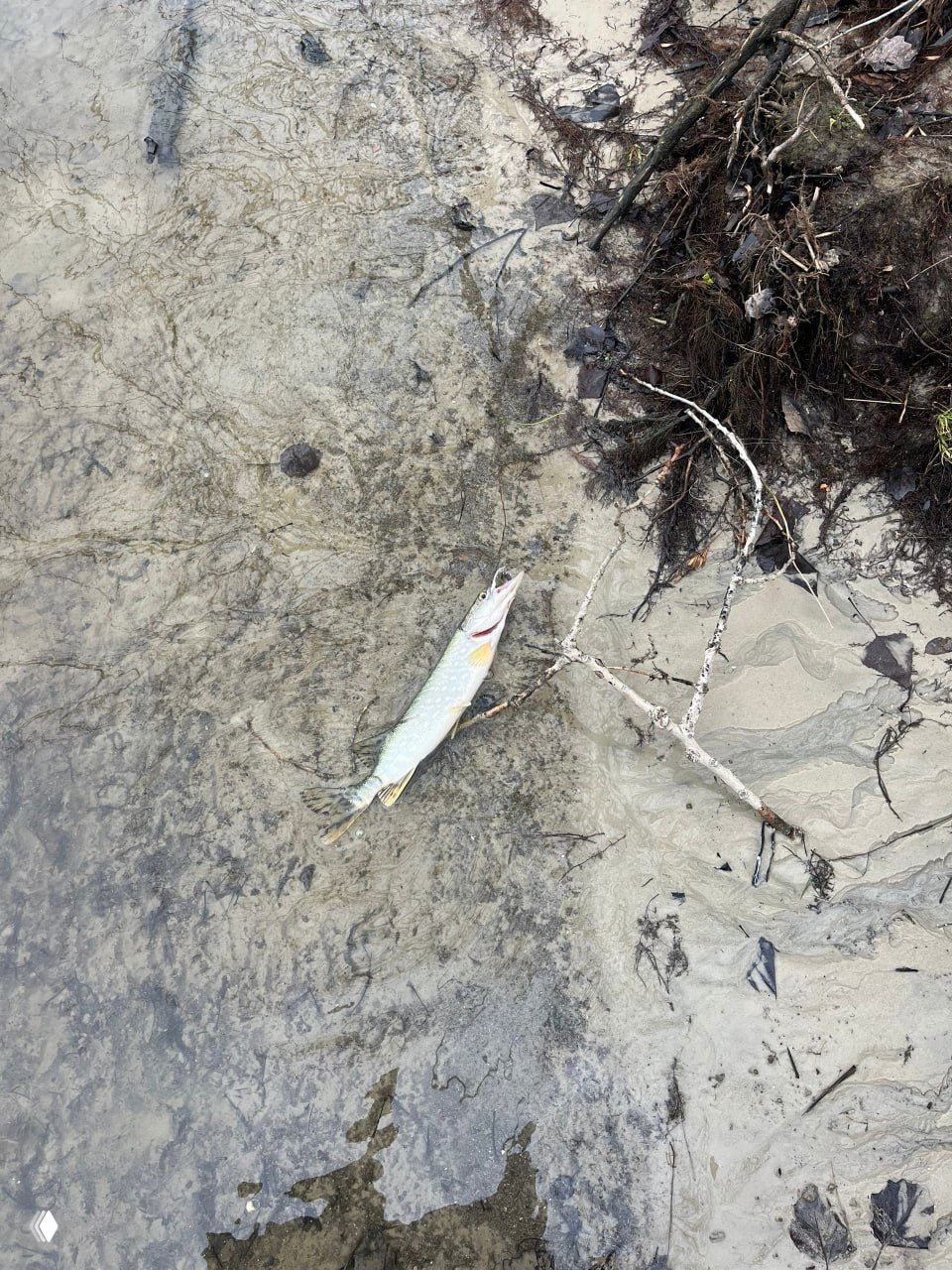 Щука на песчаном берегу с развёрнутой пастью, лежит на прибрежном песке и коряжнике, видно естественное место ловли.