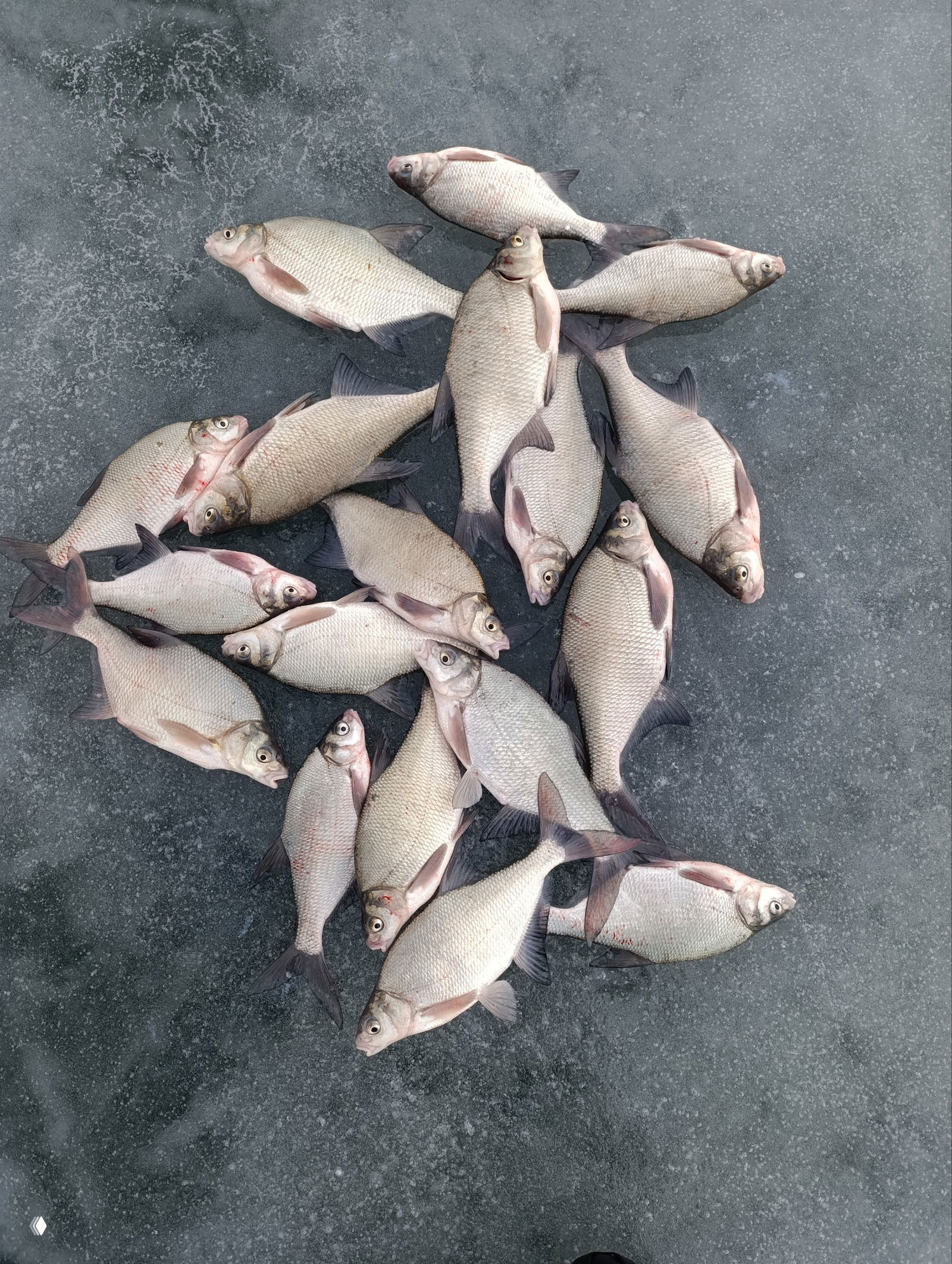 Разложенные рыбы на тонком льду: множество тараней и несколько крупных карасей, текстура ледяной поверхности хорошо видна.