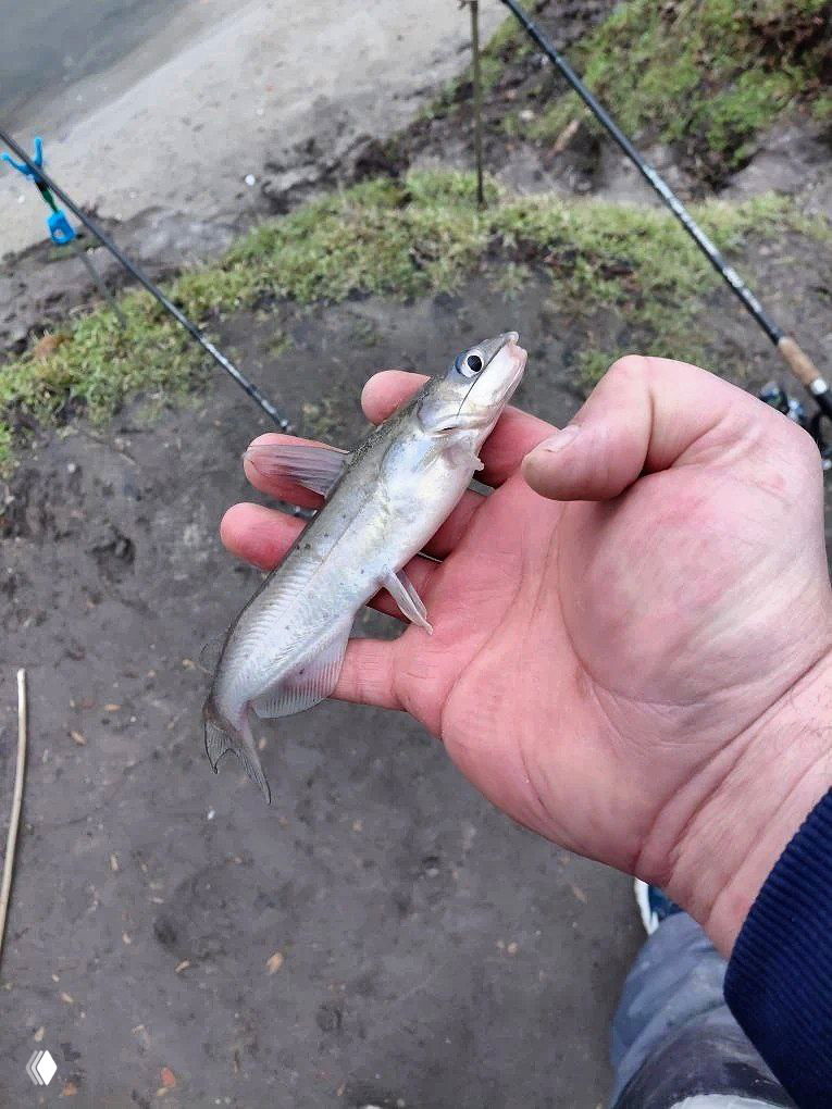 26.02 Рыбалка Теплый канал, Бессергеневская