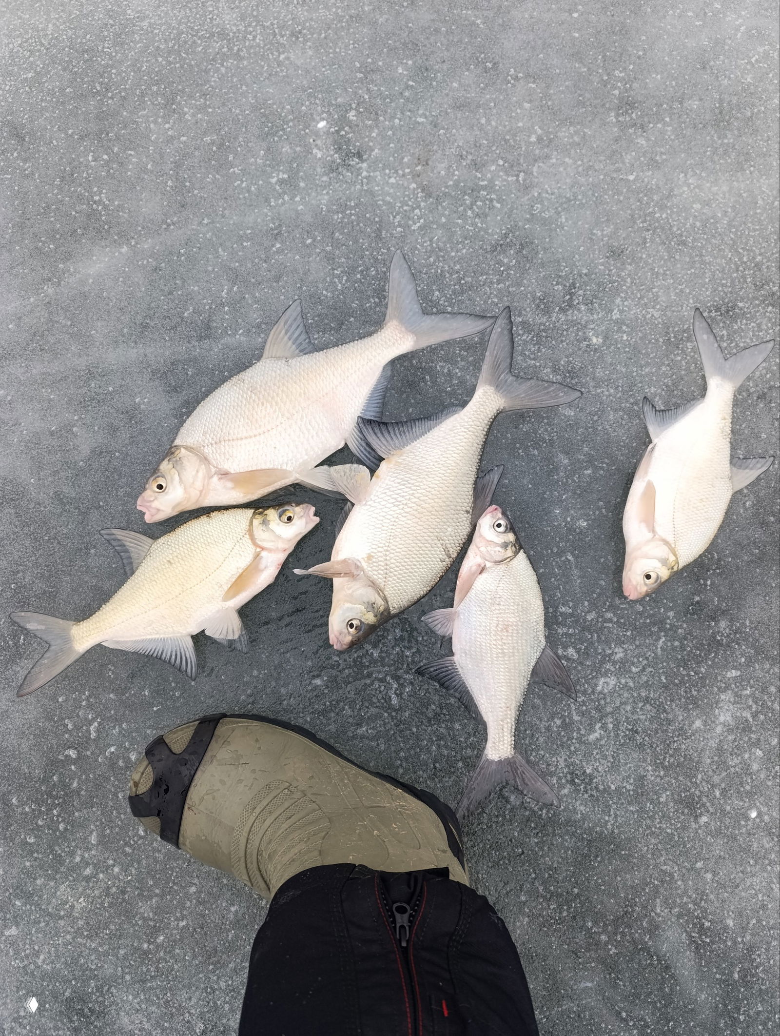 Серебристая тарань, удерживаемая рукой рыбака; фон — ровный лед и небо, фото демонстрирует размер и состояние рыбы после поимки.