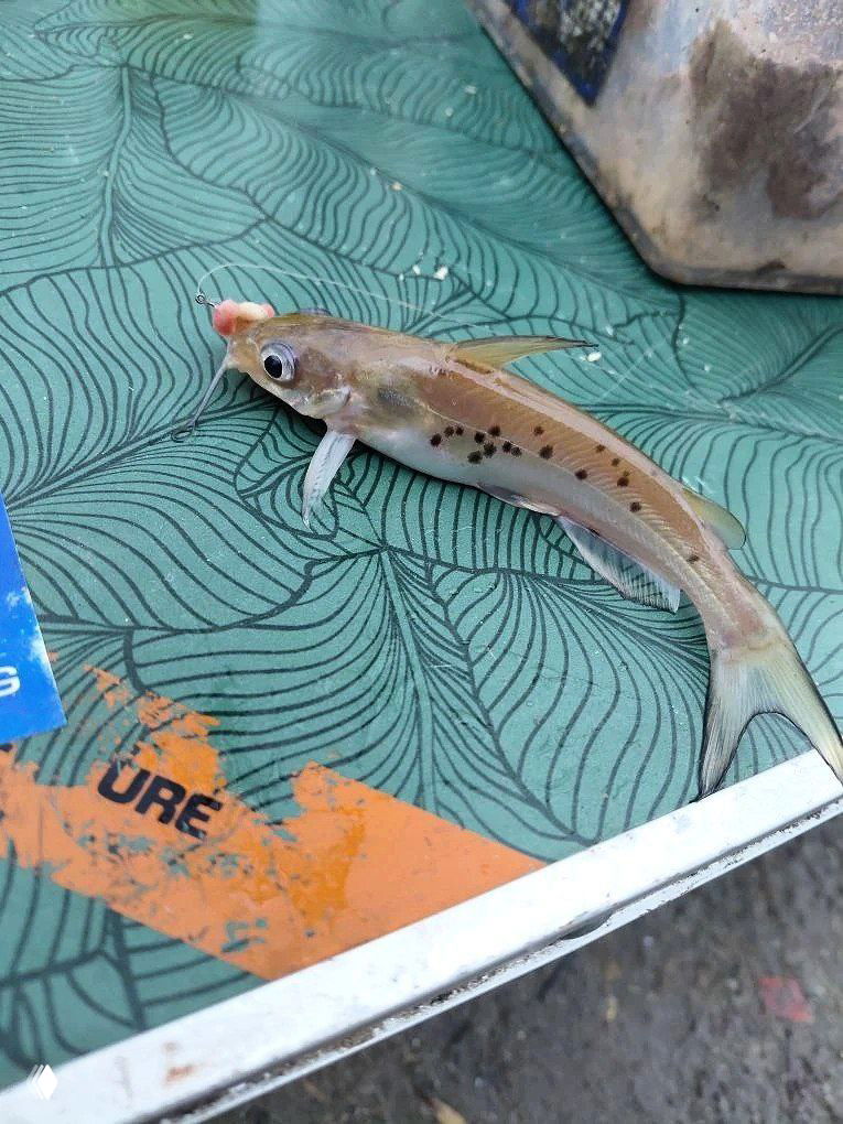 Мелкий карасик с приманкой во рту лежит на столике рыбака; видна текстура столешницы и следы использования снастей