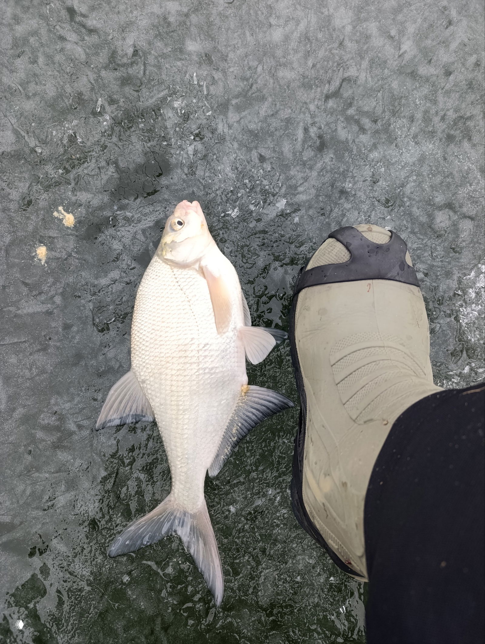 Группа тараней и карасей, разложенных на льду, вид сбоку; хорошо видны размеры и типичный зимний улов в районе Маныча.