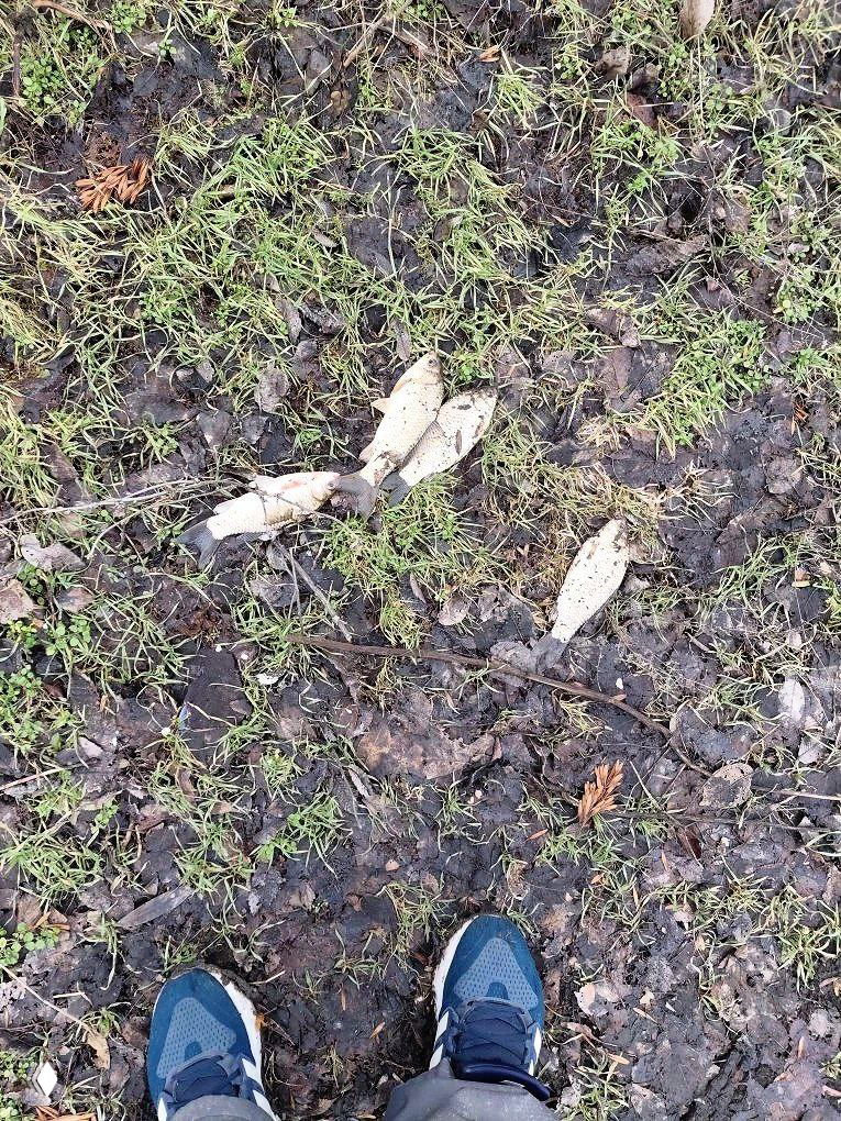 Снимок берега канала: мокрая трава, несколько мелких рыб на земле рядом с обувью рыбака и тёмная глинистая почва