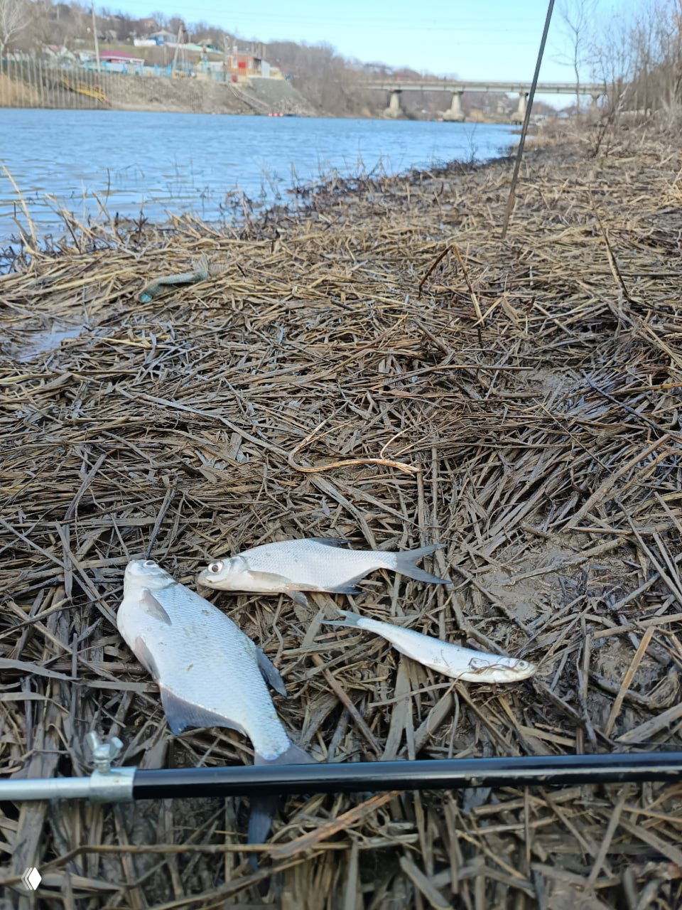 Пойманные мелкие рыбы (плотва/густера) на прибрежной траве рядом с удилищем и держателем снасти, весенняя ловля на поплавок.