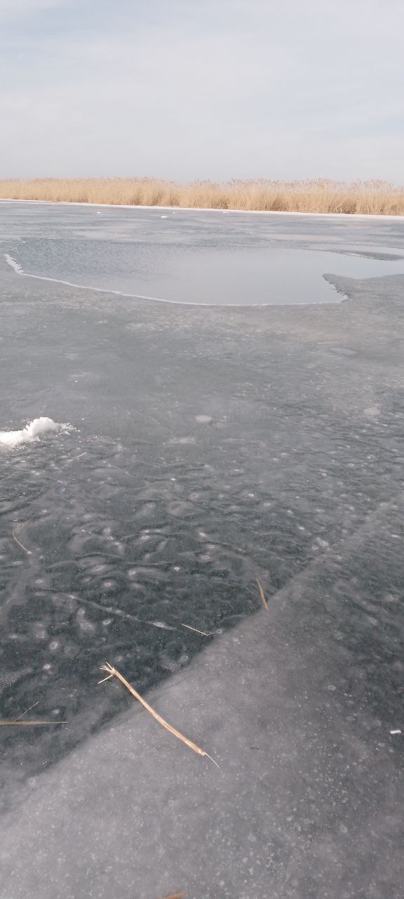 Кромка льда у тростника на берегу: прозрачный и тёмный лёд, местами вздутия и участки тонкого слоя рядом с камышом на Большой Садковке.