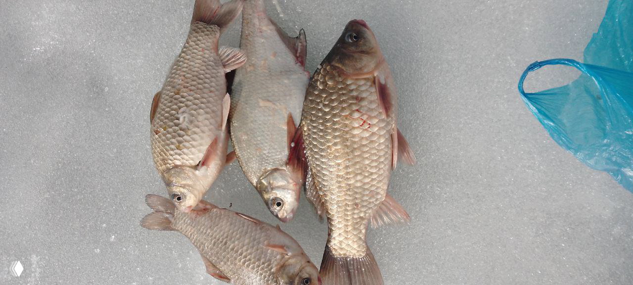 Пойманные рыбы (карась/плотва) выложены на льду после ловли на Большой Садковке; улов на белом фоне льда рядом с пакетом.