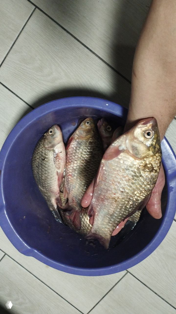 Рука держит синий таз с несколькими крупными карасями и лещом после ночной рыбалки на Маныче; фото показывает размер улова и плиточный пол.