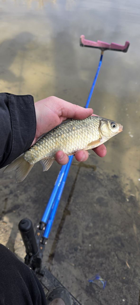 Рыболов держит небольшую карасевидную рыбу на фоне аналогичных удилищ и берега Тёплого канала; улов не крупный, но частый.