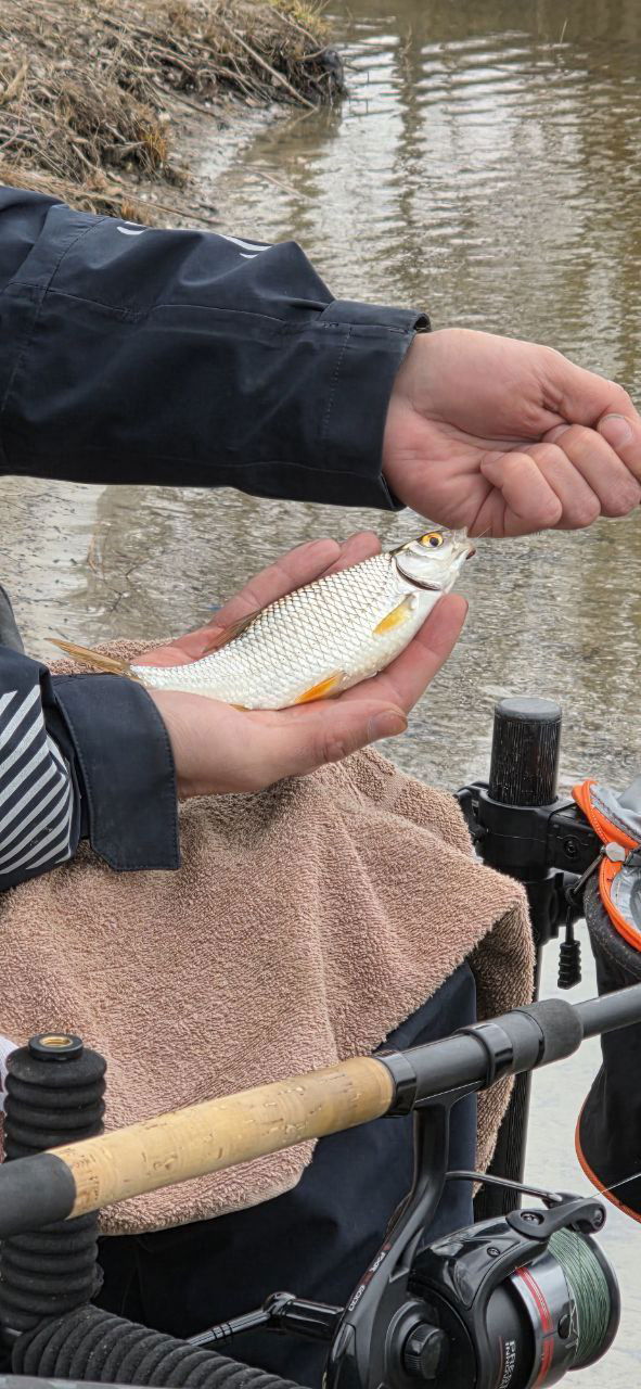 Руки рыболова держат серебристую плотвицу у берега; видно часть катушки и настил для оборудования, весенний фон канала.