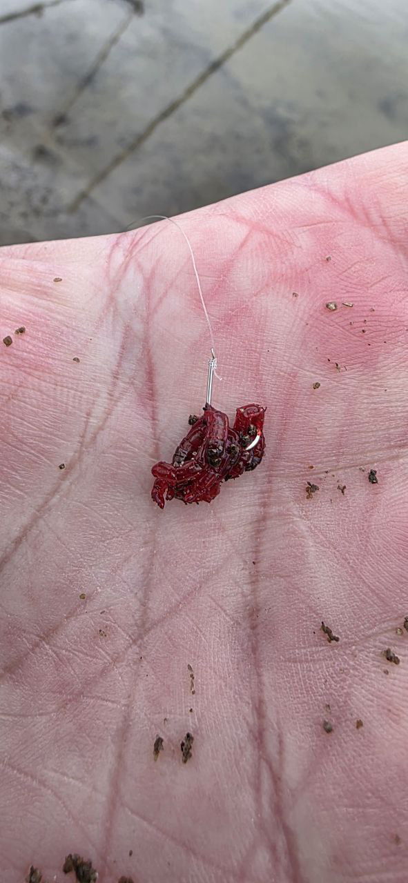 Крупный план крючка с насаженным красным мотылём на ладони; крупный план показан для демонстрации рабочей наживки.