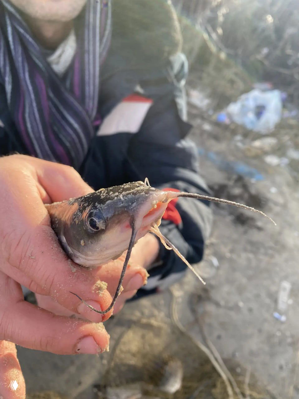 Крупный план маленького сома в руках рыболова: видны усы, крючок и песчаный берег на фоне, отчетный кадр улова.