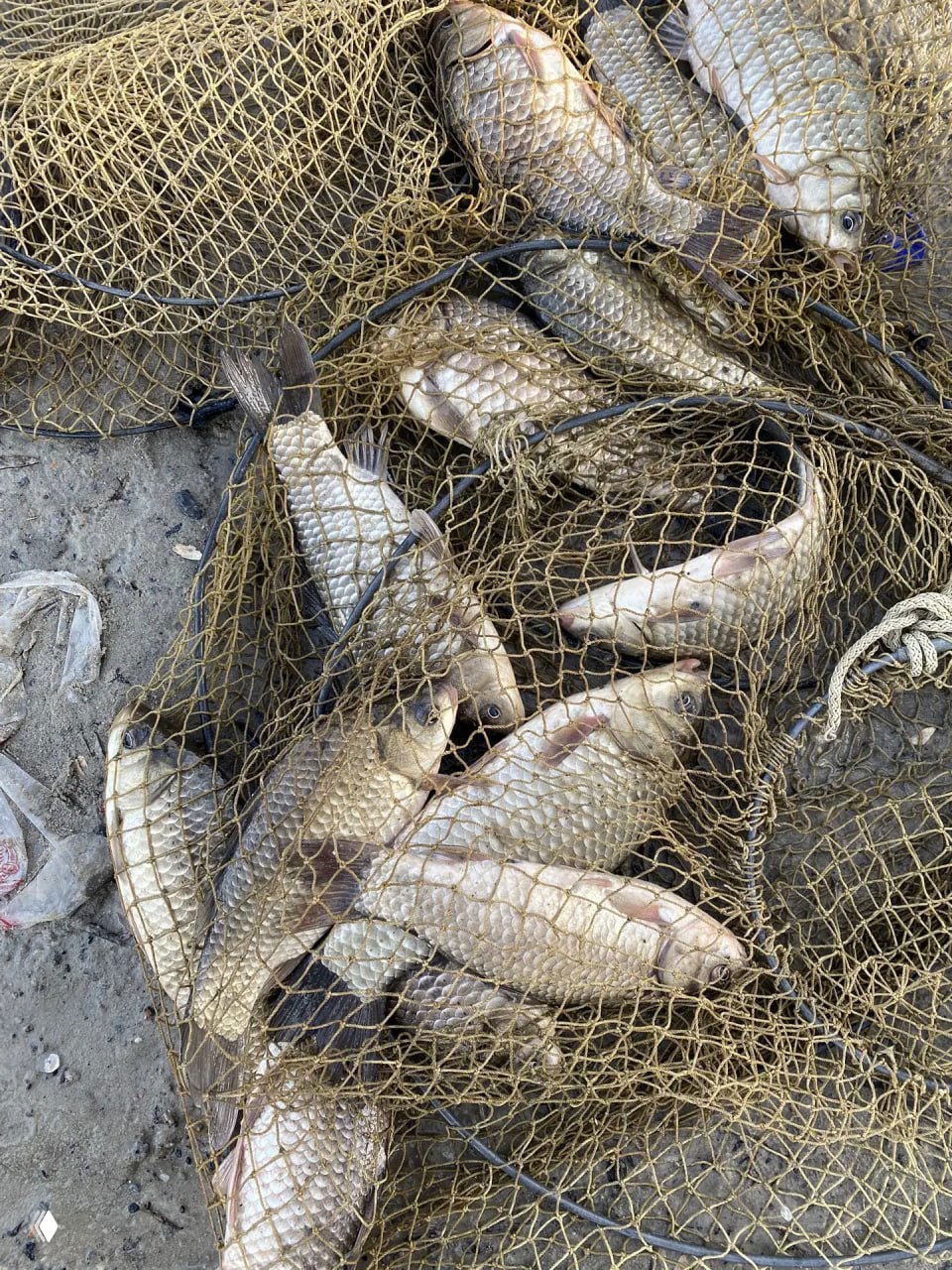 Сеть с несколькими серебристыми рыбами (карась/карп) на берегу; улов в подсаке, видна чешуя и береговой песок вокруг.