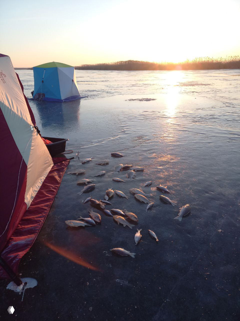 Несколько палаток на замерзшем участке реки Маныч, на переднем плане разбросан крупный улов — много карася и мелкой рыбы у лунок.