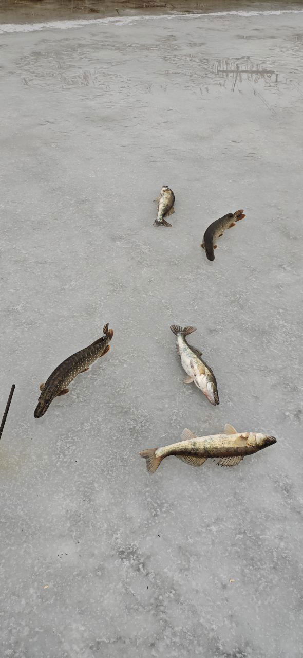 ЛЫСОГОРКА — жерлицы на большой воде