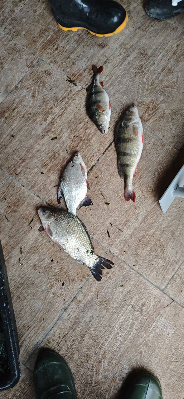 Улов на настиле внутри домика: два окуня и две плотвы разложены рядом с сапогами рыболова, бытовая сцена после рыбалки.