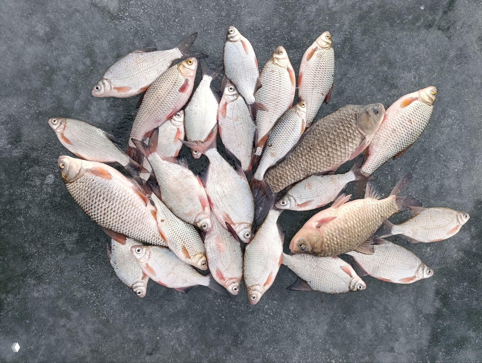 Общий улов выложен на льду: около двух десятков тараней и пара карасей/лещей, вид сверху показывает количество и размеры добычи.