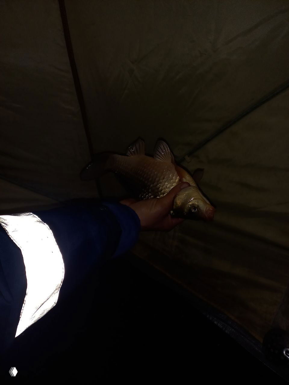 Рука держит среднего по размеру карася внутри палатки в темное время; видна чешуя и характерный профиль рыбы этого места.