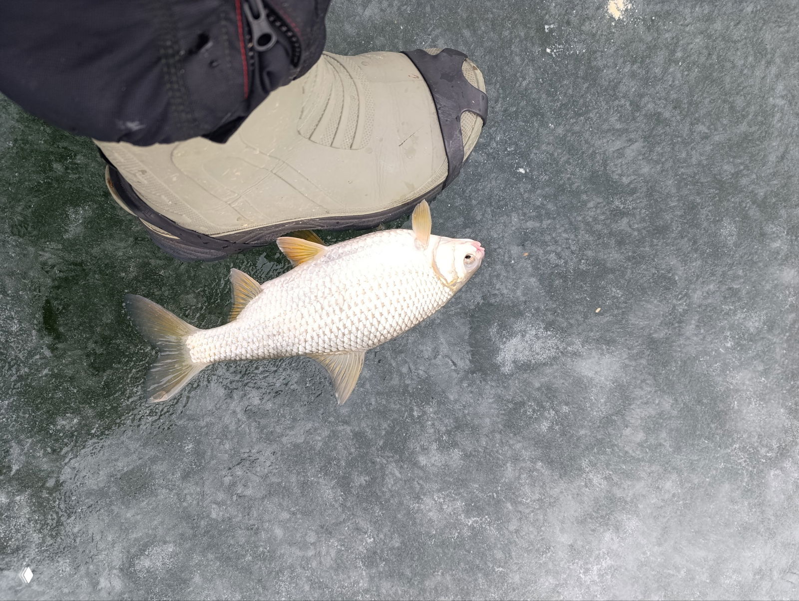 Рыба у ноги рыбака на льду: крупный план таранки/карася рядом с сапогом для масштаба улова и условий ловли на льду.