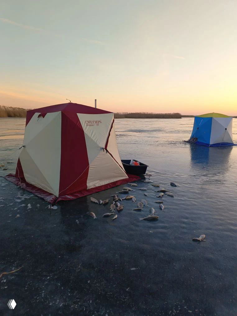 Две палатки на ледяной поверхности реки Маныч и большой улов карася, рыба разложена на льду возле лунок возле лагеря.