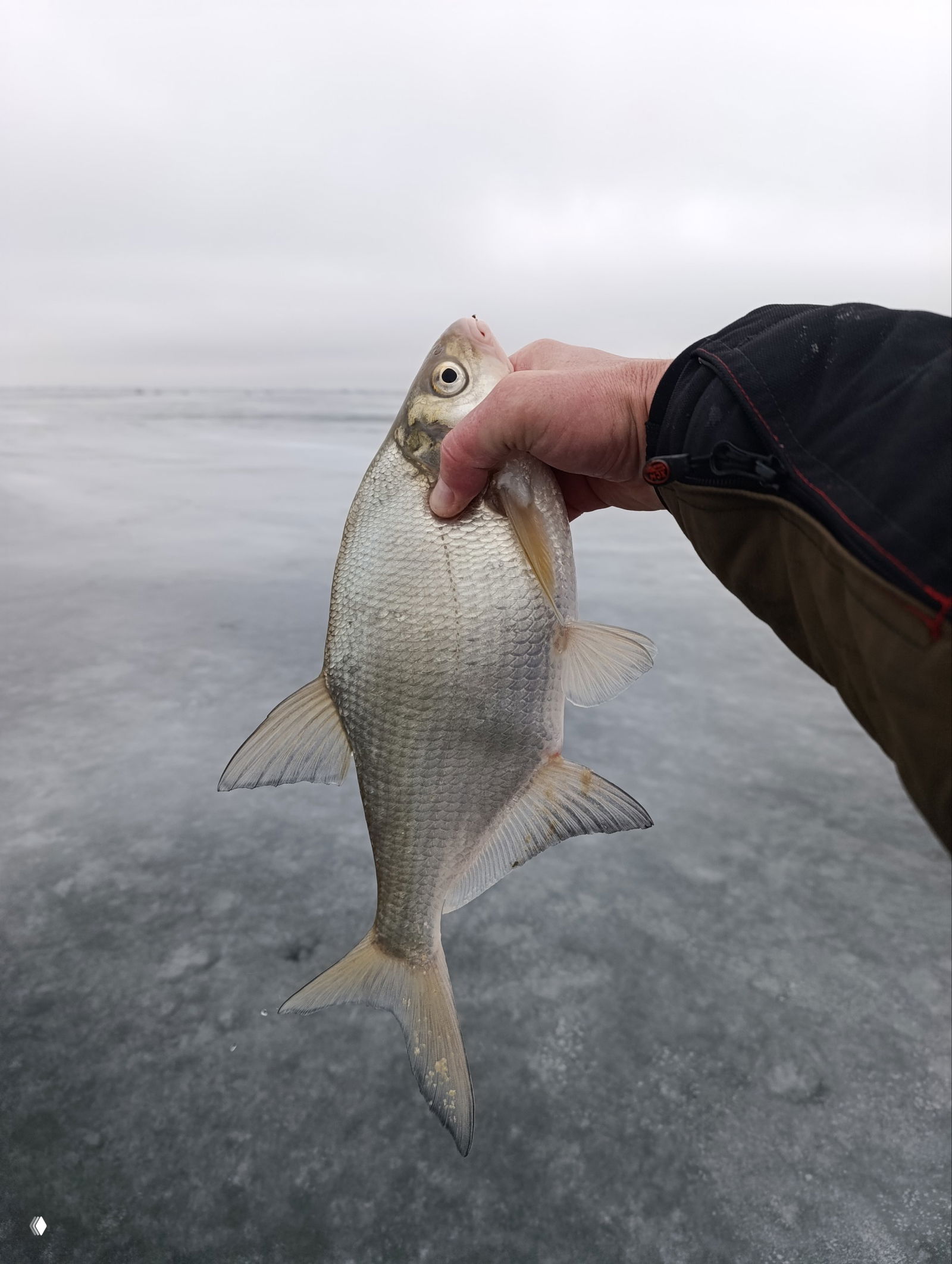 Крупный план трофейной таранки в руке рыбака на фоне серого ледяного озера — форма, чешуя и плавники хорошо видны.
