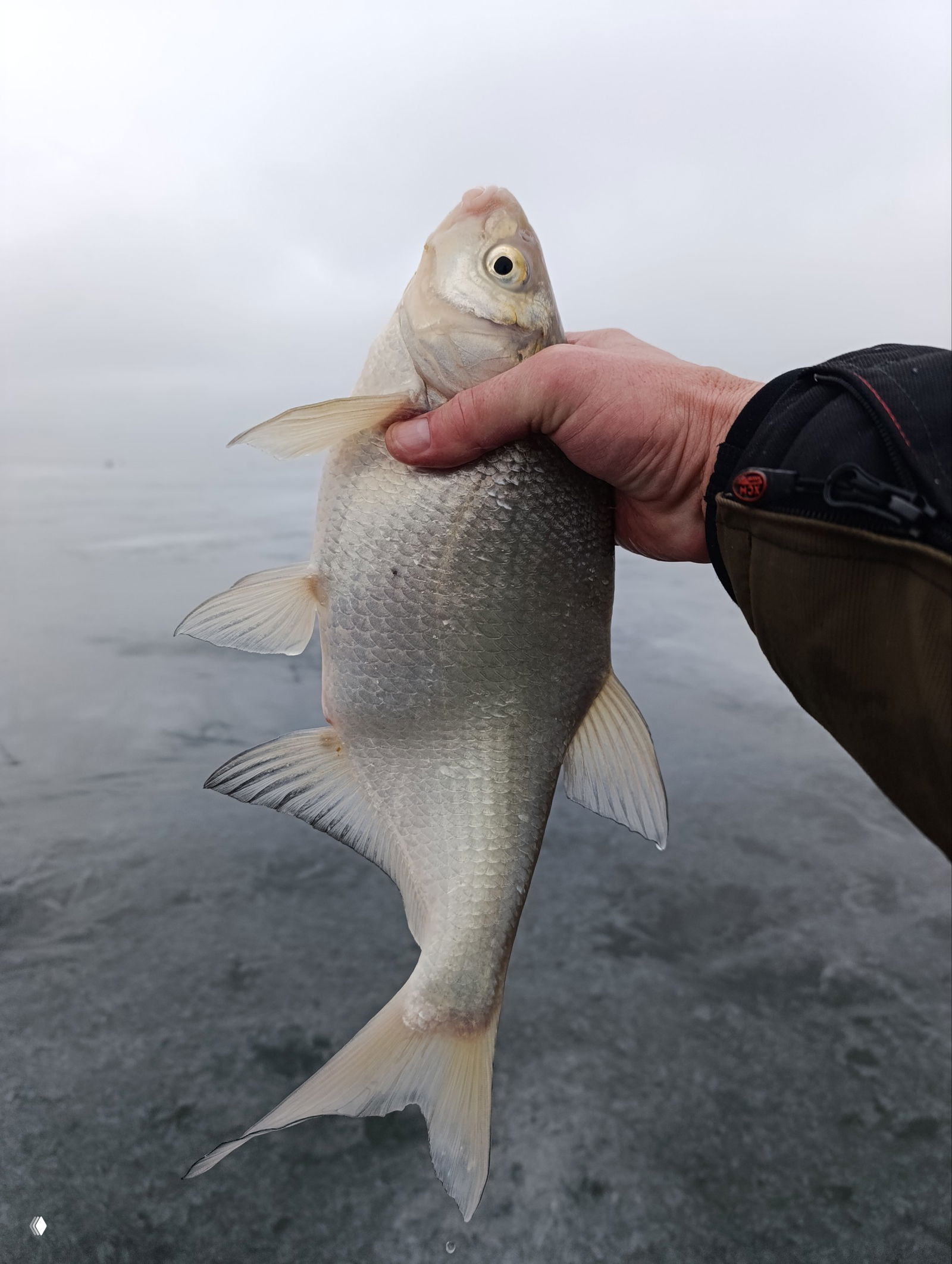 Пара тараней рядом с сапогом на ледяной поверхности; кадр показывает соотношение размера рыбы и обуви рыбака.