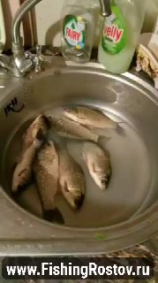 Пойманные рыбы в кухонной мойке после выезда на Тёплый канал: несколько небольших трофеев рядом с бутылками моющего средства, водяной знак сайта.