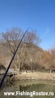 Удилище согнутое в дугу во время вываживания рыбы, на заднем плане берег пруда и деревья