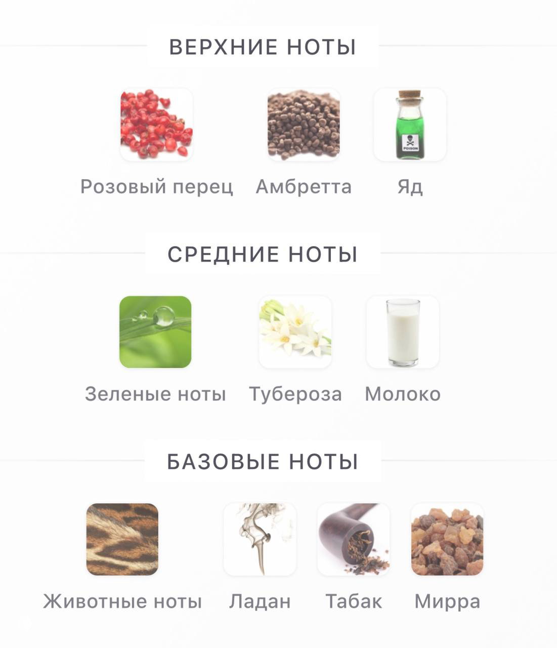 Инфографика нот: верхние — розовый перец, амбретта, «яд»; средние — зелёные ноты, тубероза, молоко; базовые — ладан, табак, мирра.