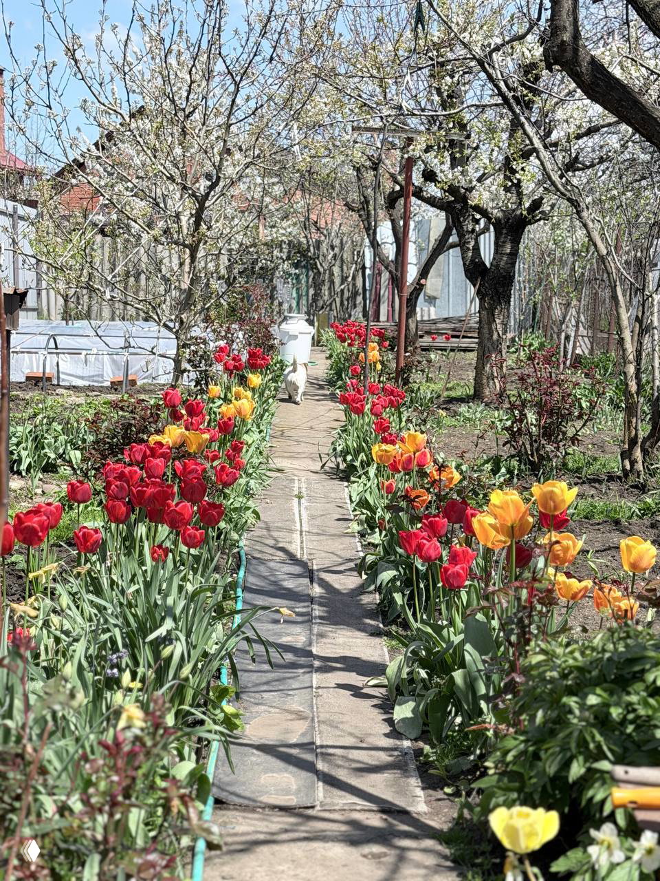 Аллея в саду, по краям яркие красные и жёлтые тюльпаны вдоль дорожки; на заднем плане видна теплица и зелёные насаждения.