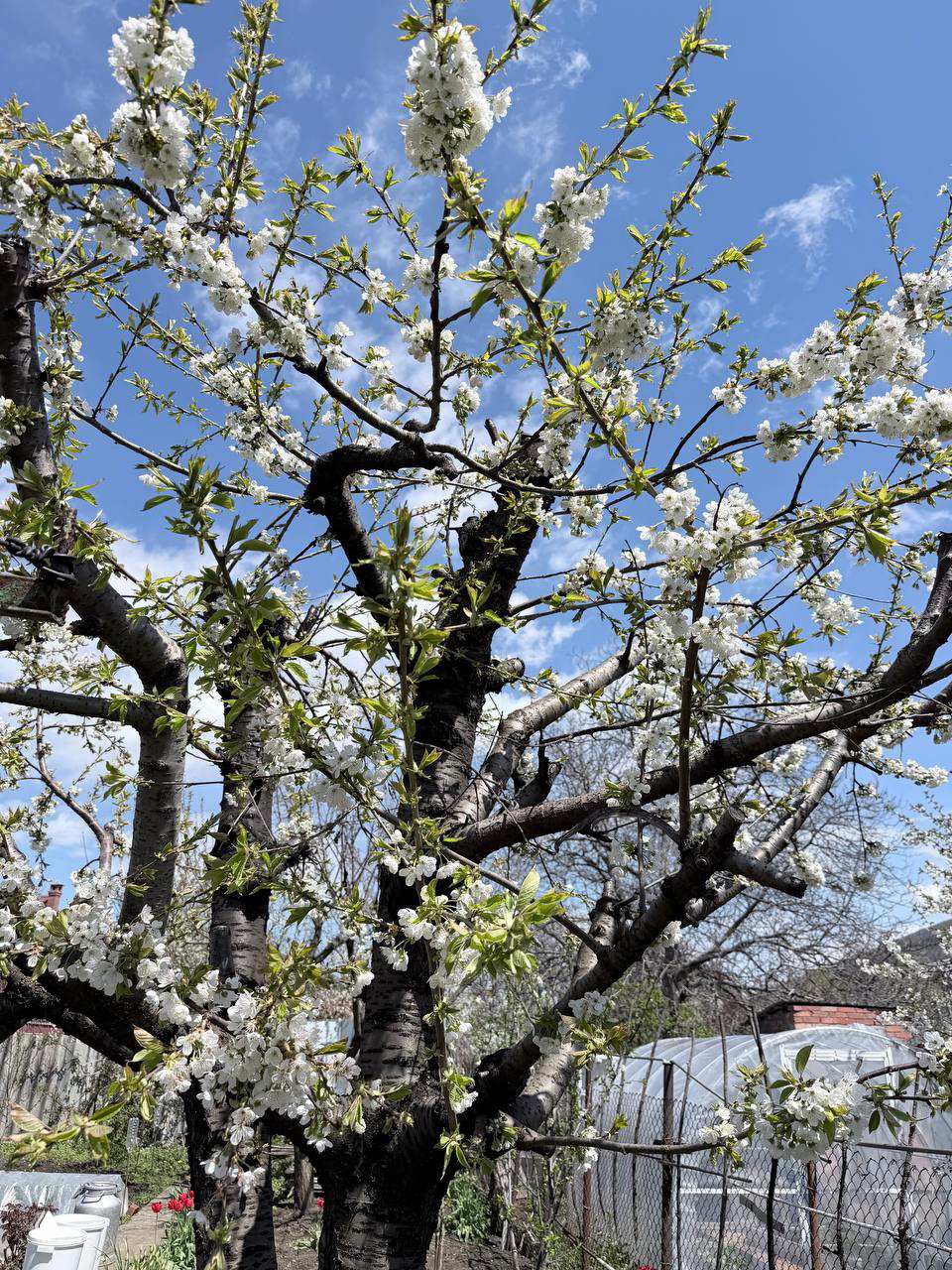 Крупный план цветущей вишни на фоне голубого неба: тёмные ветви усыпаны белыми соцветиями и свежими зелёными листочками.