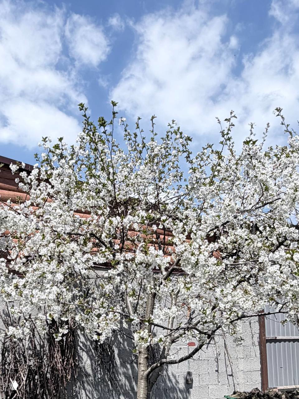 Плодовое дерево в полном цвету у кирпичной стены и ворот: белые цветы покрывают ветви, создавая весеннюю картину сада.