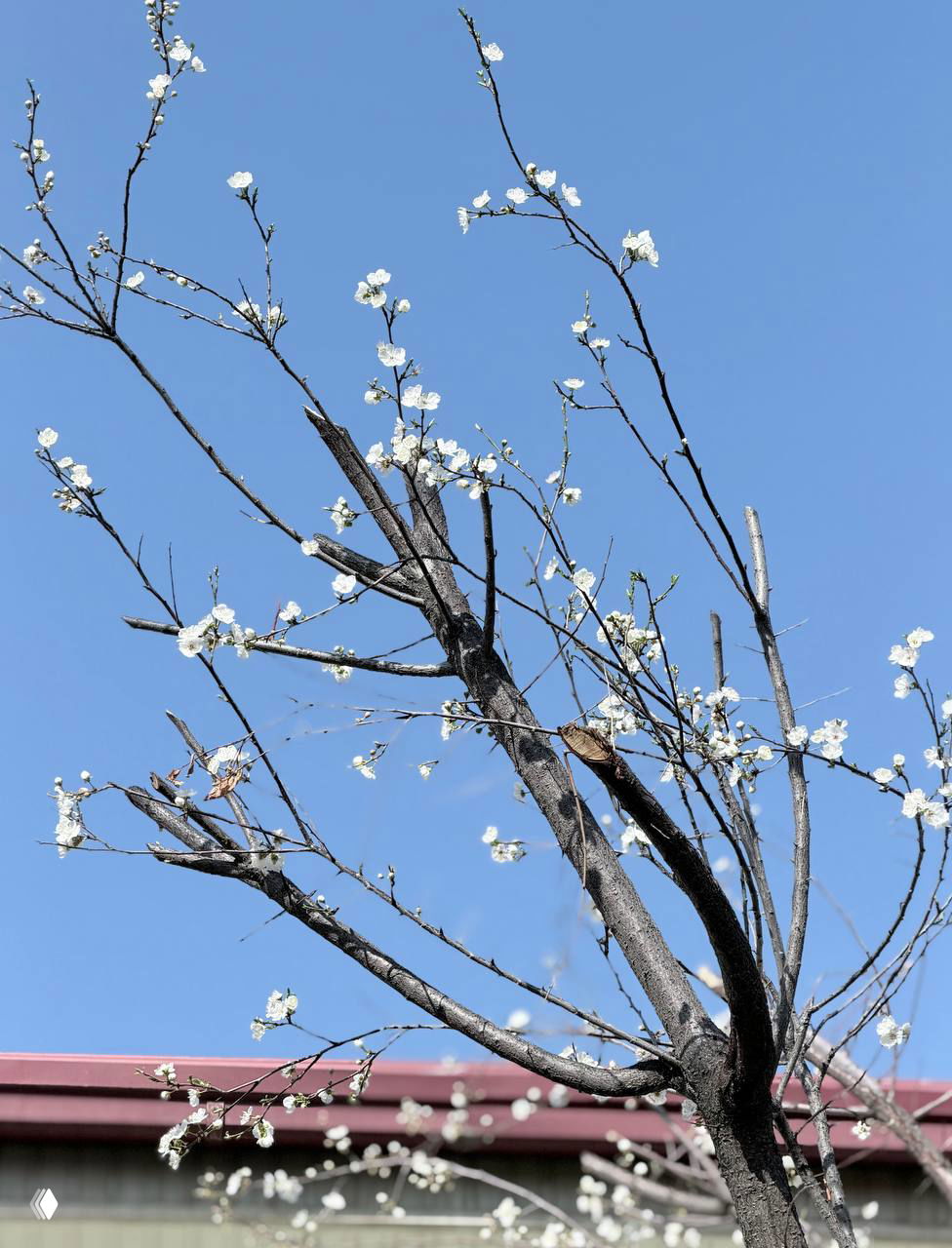 Ветки с мелкими белыми цветами на фоне чистого голубого неба — весенняя фотография цветущего дерева, передающая лёгкость и свежесть.